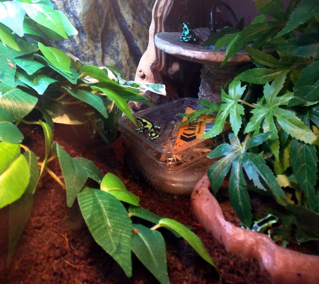 Grenouilles sur le prototype